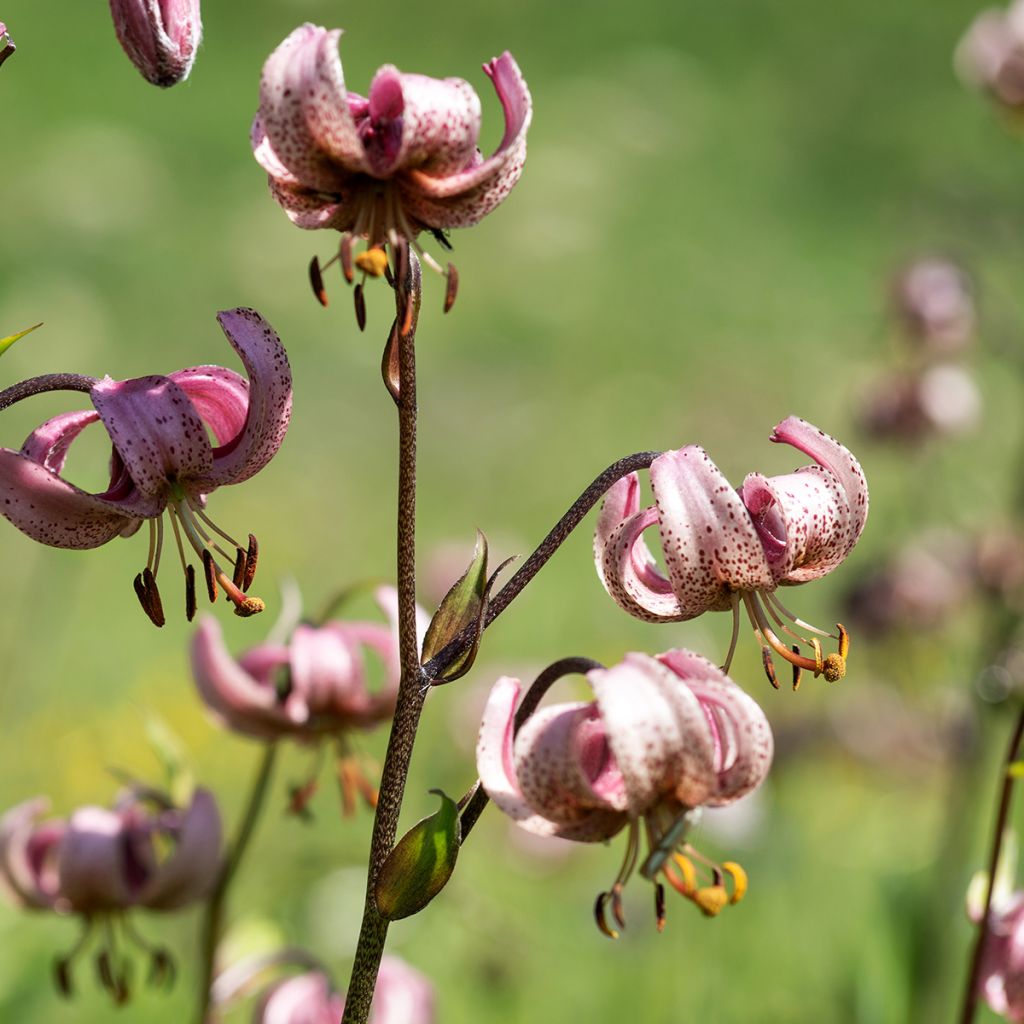 Varjolilja - Lilium martagon