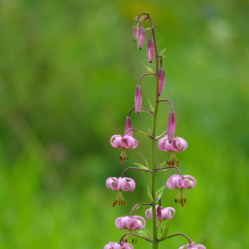 Varjolilja - Lilium martagon