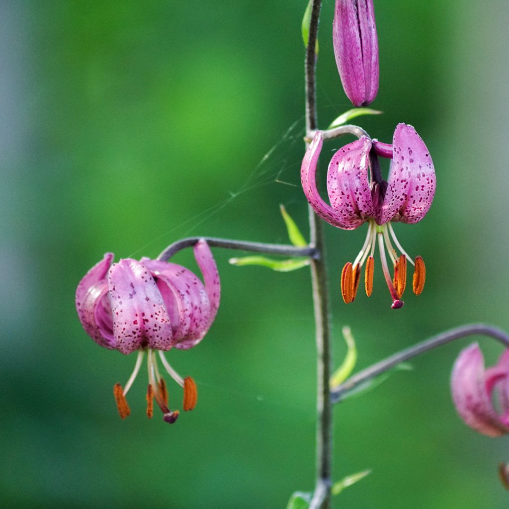 Varjolilja - Lilium martagon