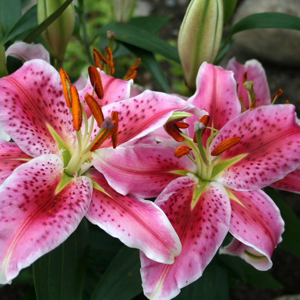 Oriental-lilja Imperial Crimson