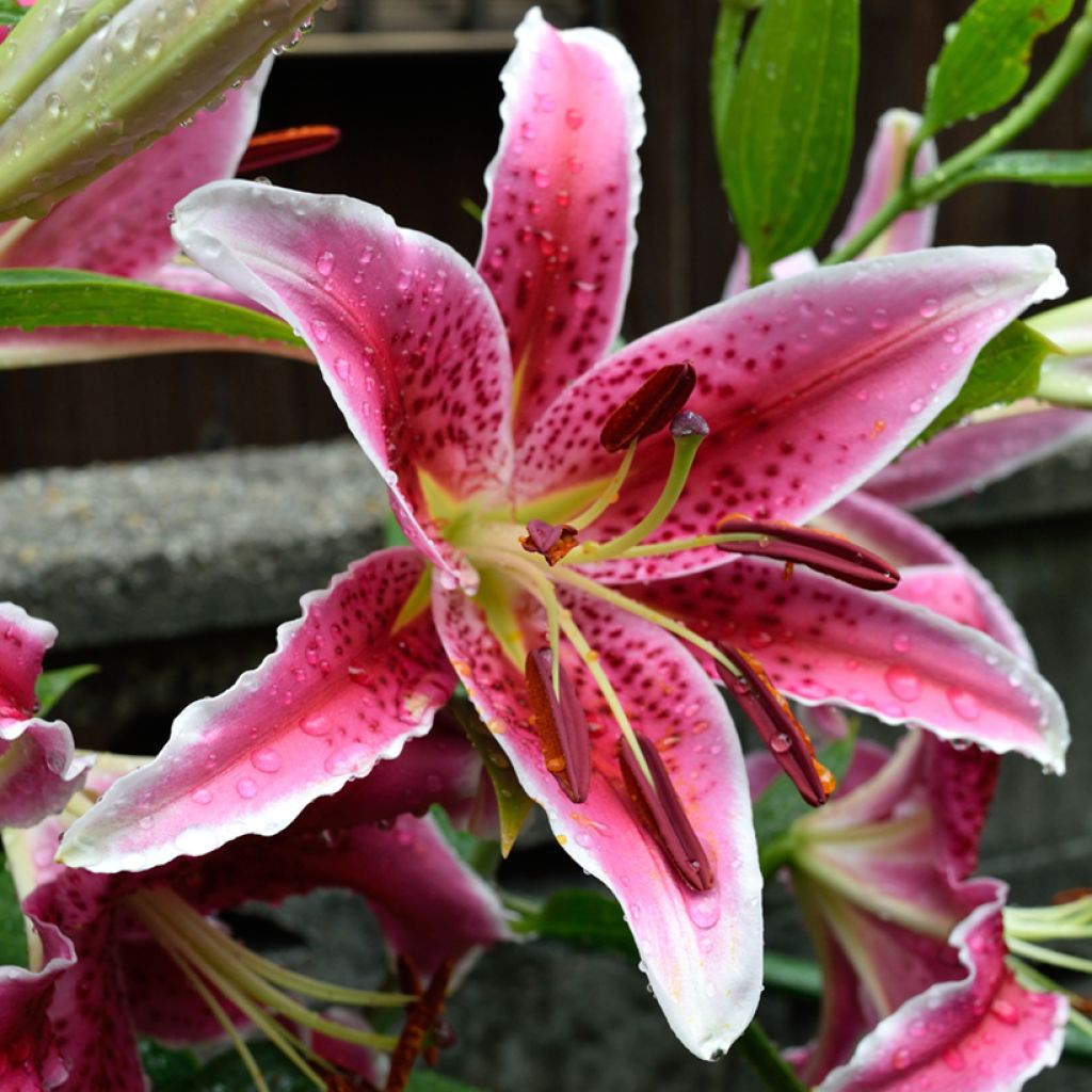 Oriental-lilja Imperial Crimson