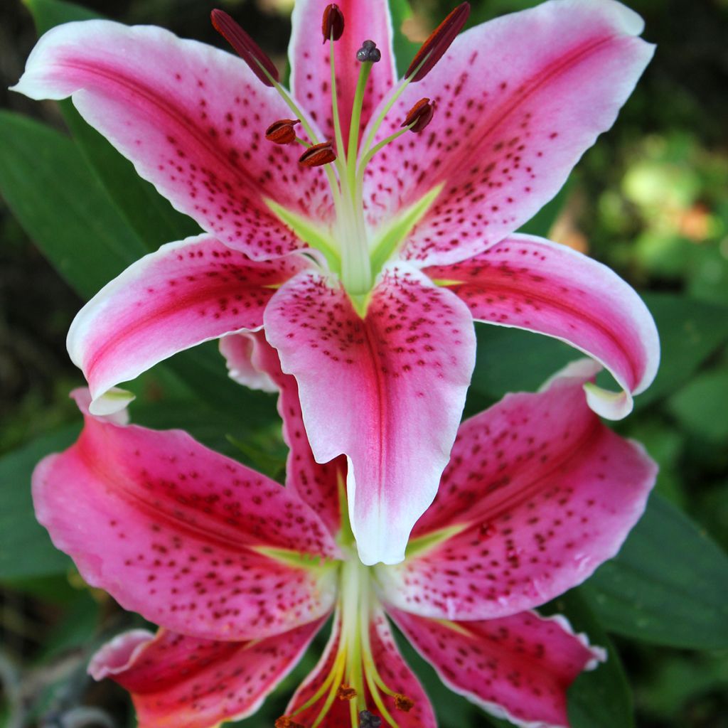 Oriental-lilja Imperial Crimson