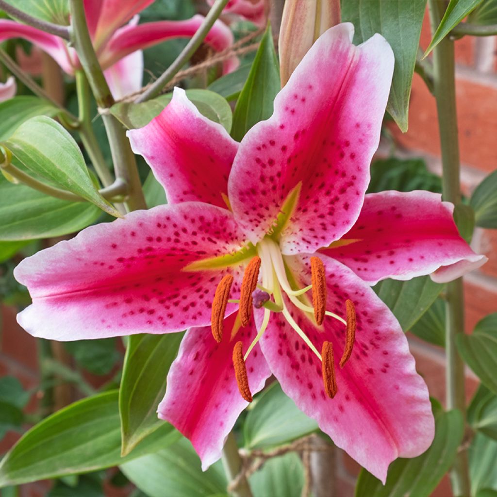 Oriental-lilja Imperial Crimson