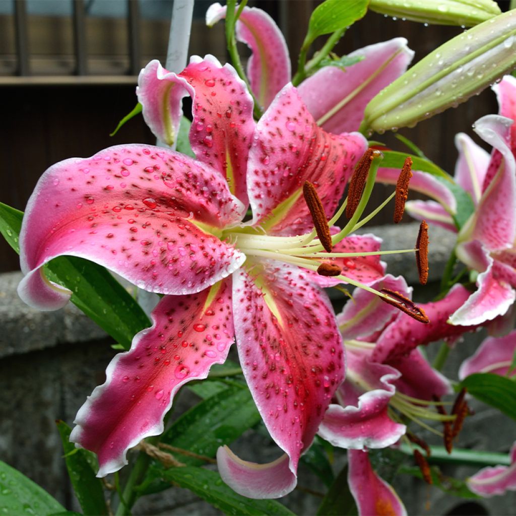 Oriental-lilja Imperial Crimson