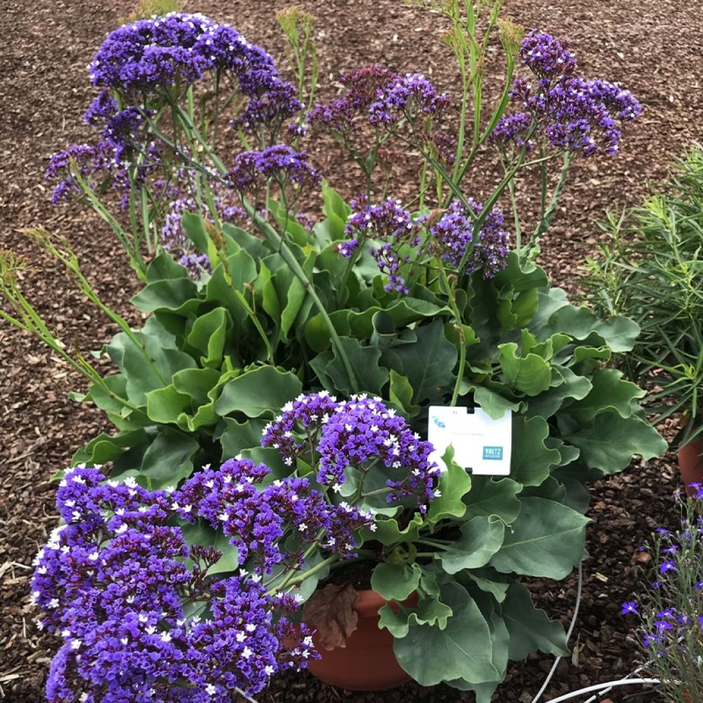 Ikiviuhko - Limonium perezzi