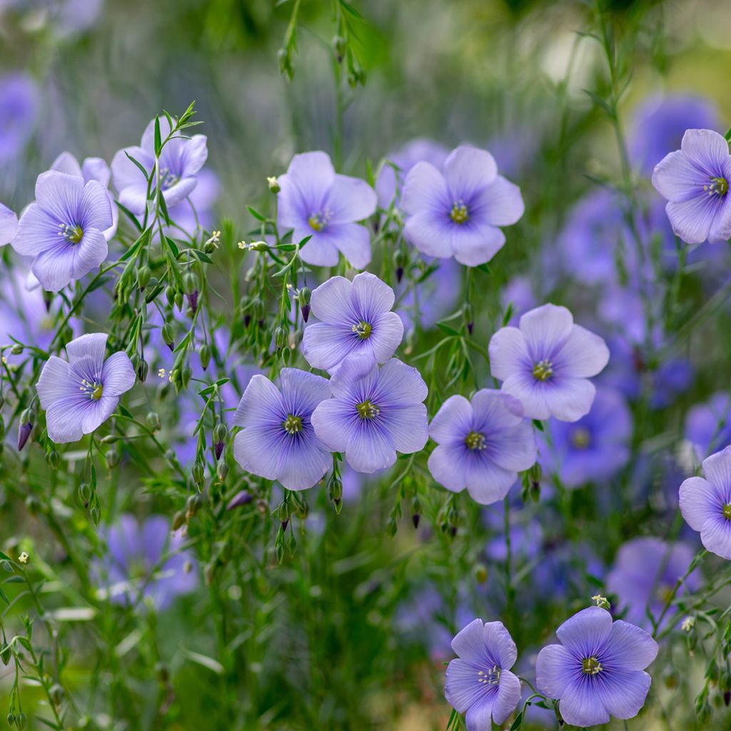 Peltopellava (siemenet) - Linum usitatissimum