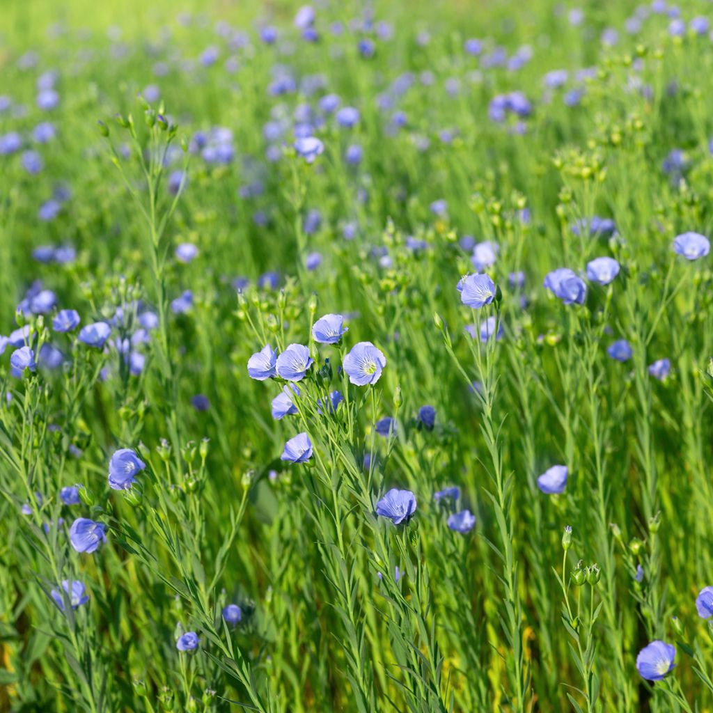 Peltopellava (siemenet) - Linum usitatissimum