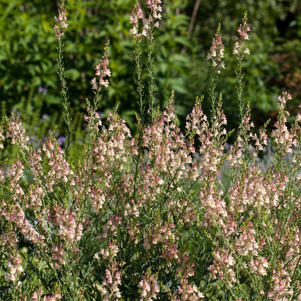 Purppurakannusruoho Peachy