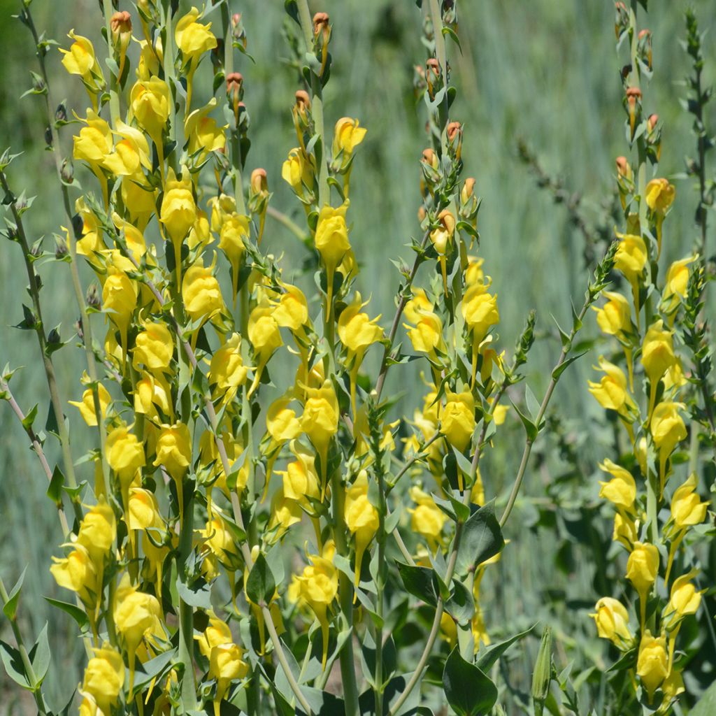 Kannusruoho - Linaria dalmatica