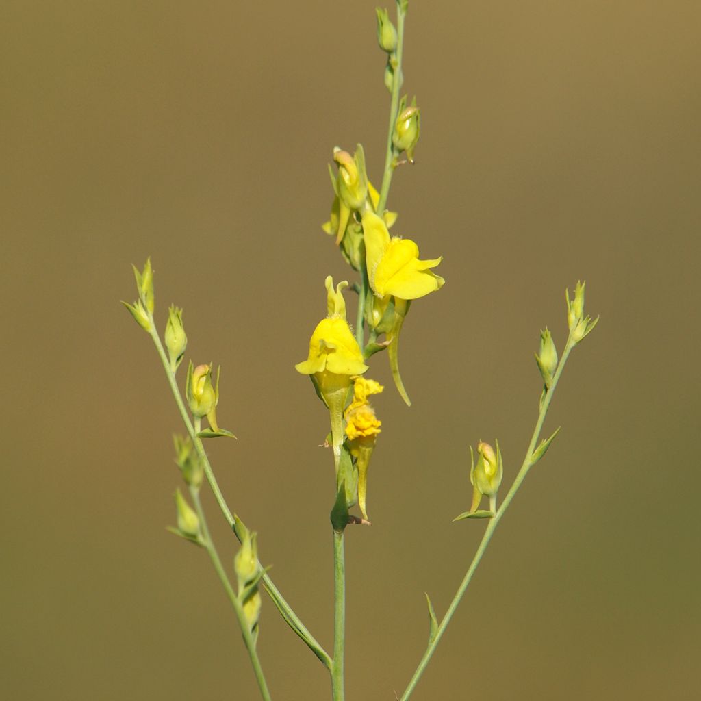 Kannusruoho - Linaria dalmatica