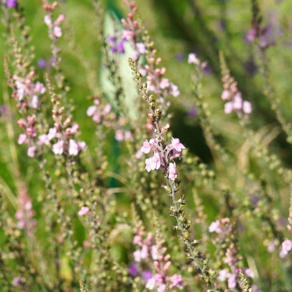 Purppurakannusruoho Canon J. Went