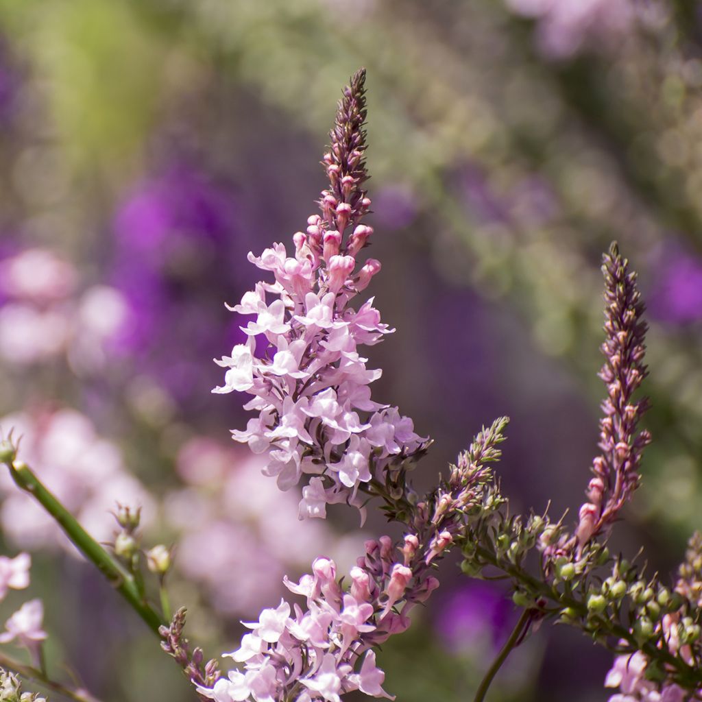 Purppurakannusruoho Canon J. Went