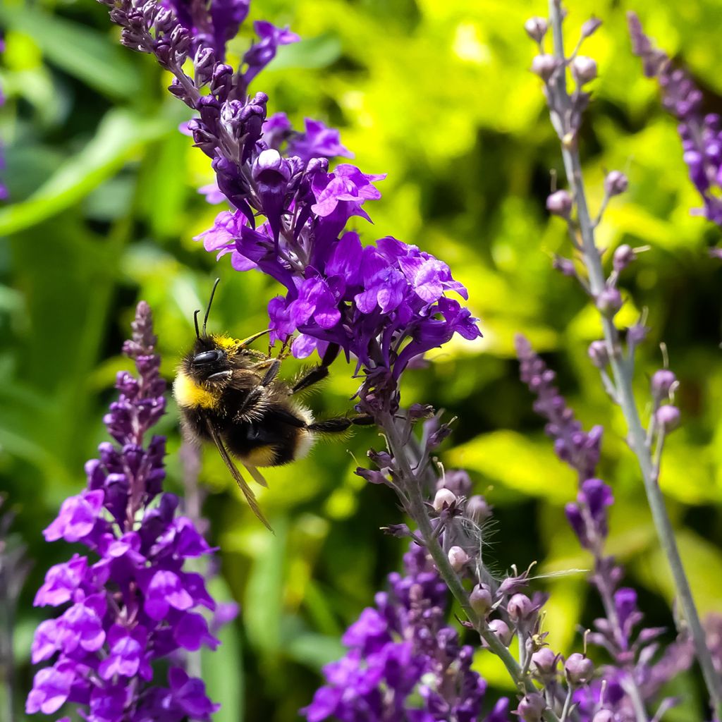 Purppurakannusruoho - Linaria purpurea