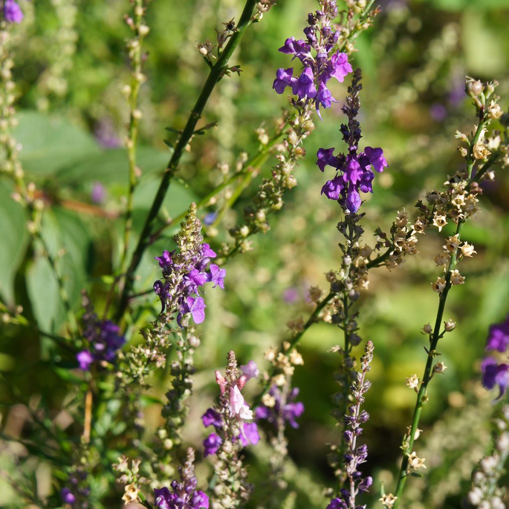 Purppurakannusruoho - Linaria purpurea