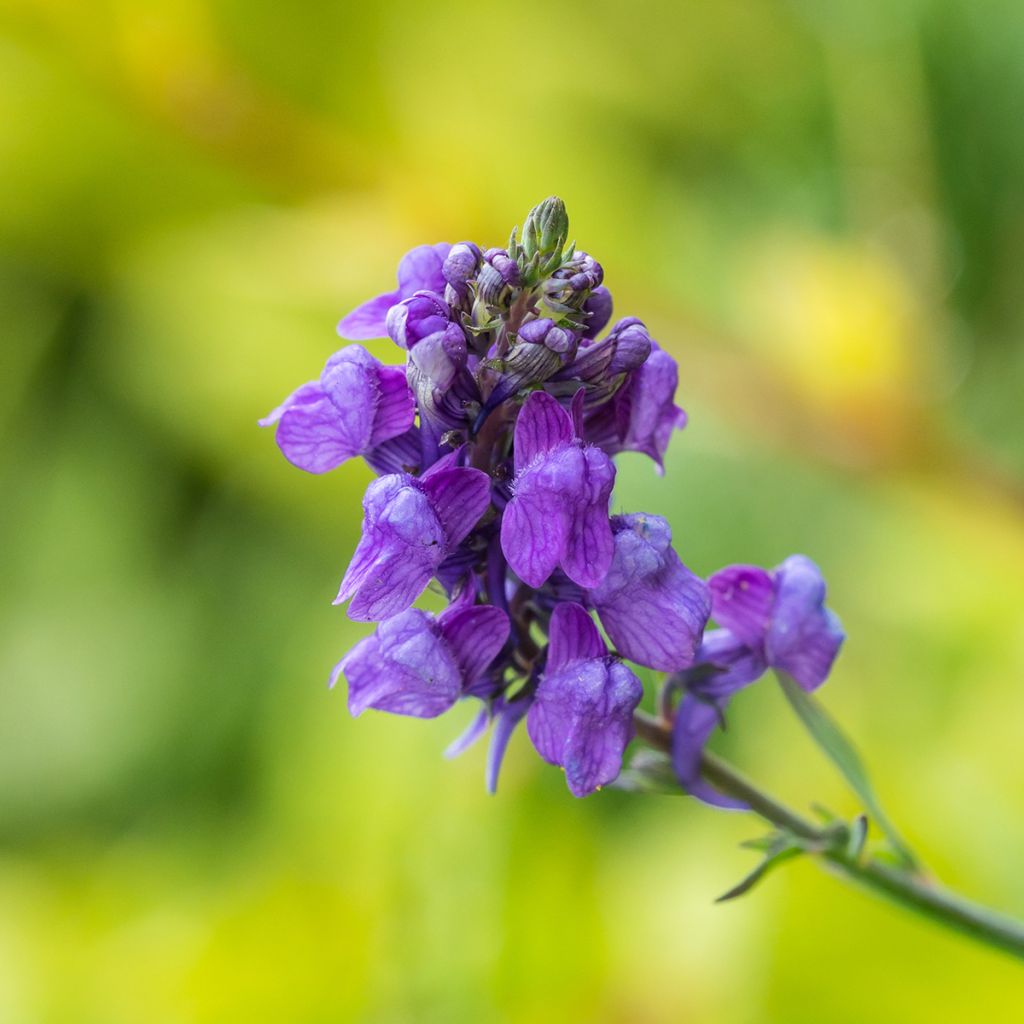 Purppurakannusruoho - Linaria purpurea