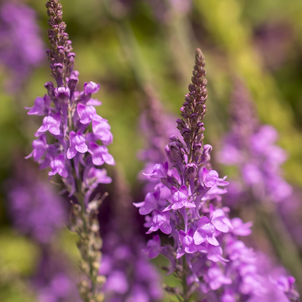 Purppurakannusruoho - Linaria purpurea