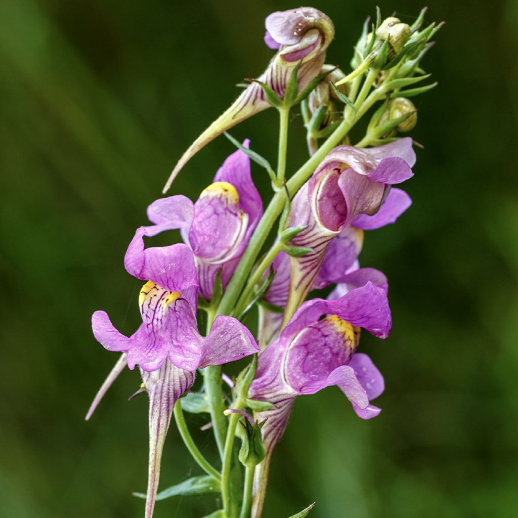 Sädekannusruoho - Linaria triornithophora