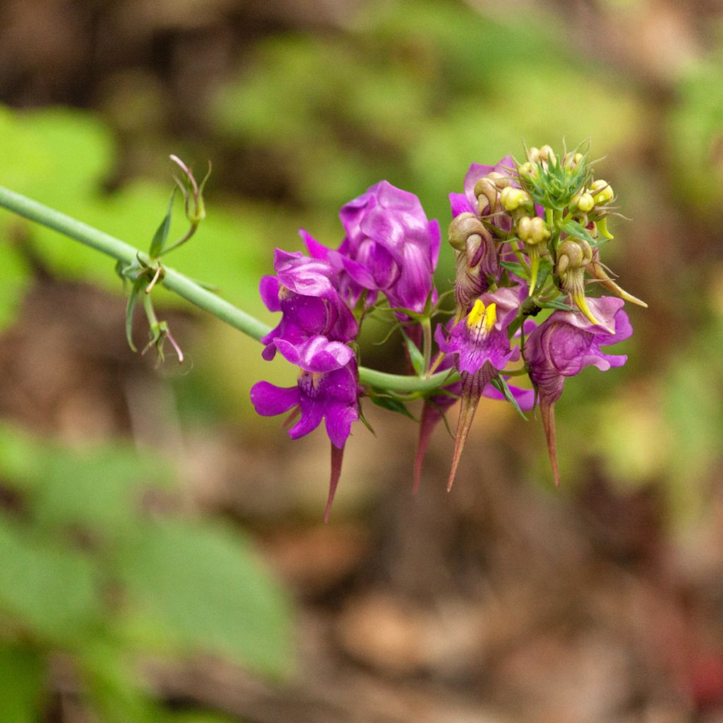 Sädekannusruoho - Linaria triornithophora