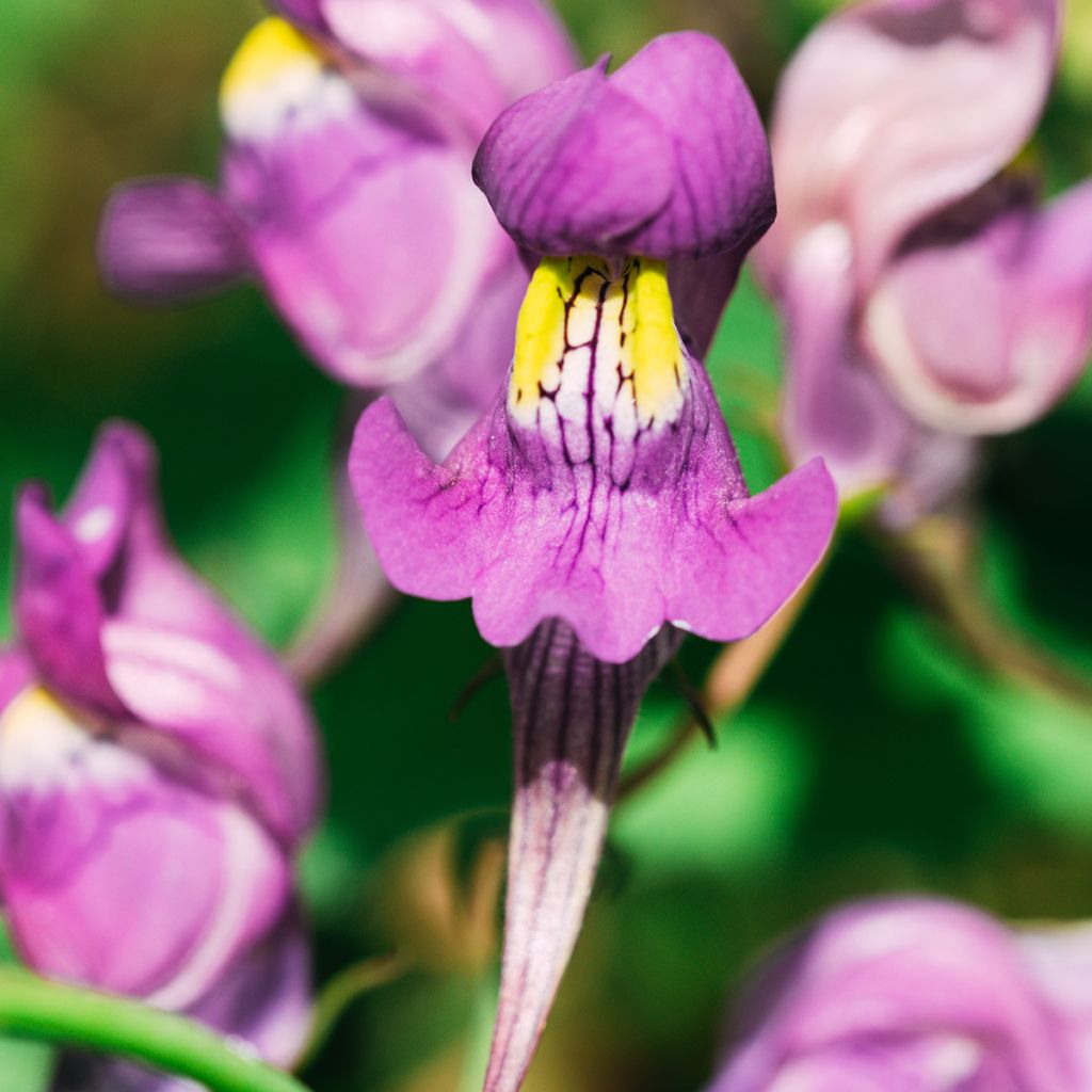 Sädekannusruoho - Linaria triornithophora