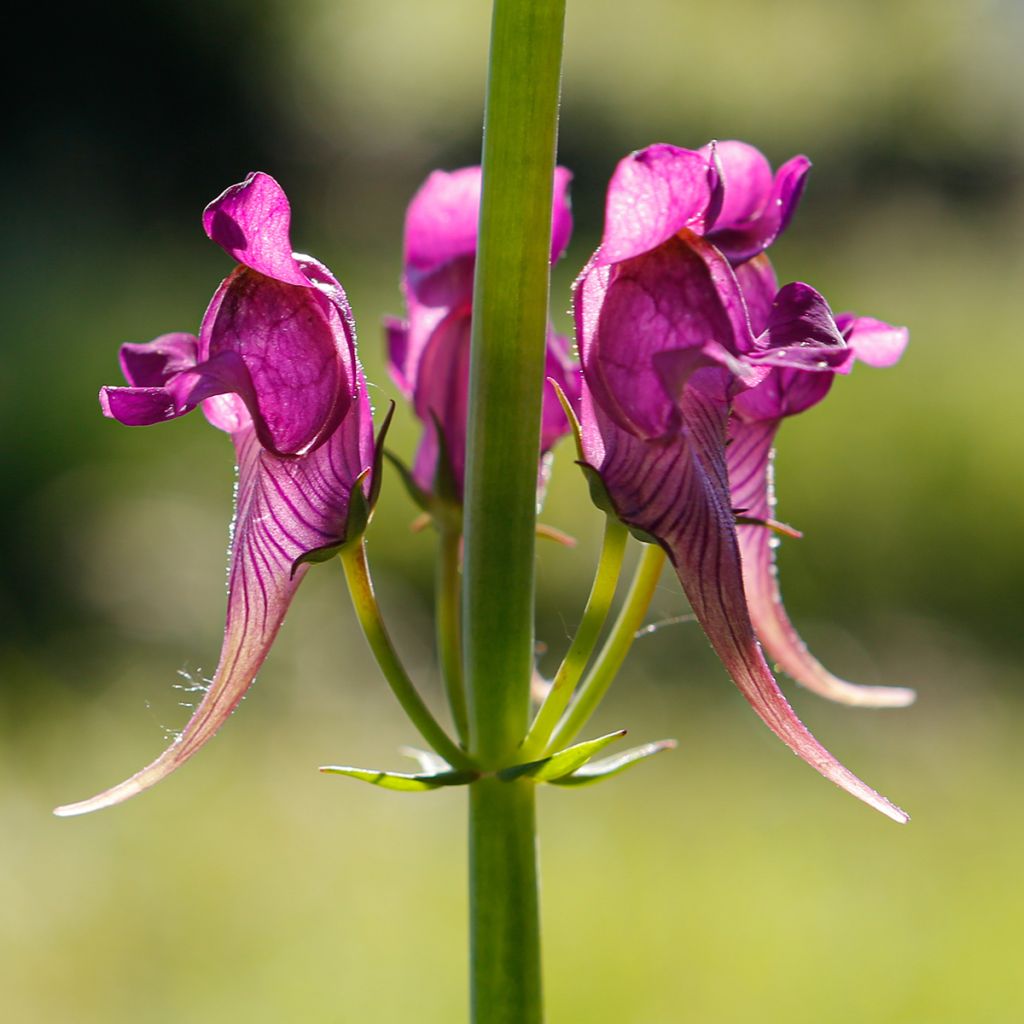 Sädekannusruoho - Linaria triornithophora