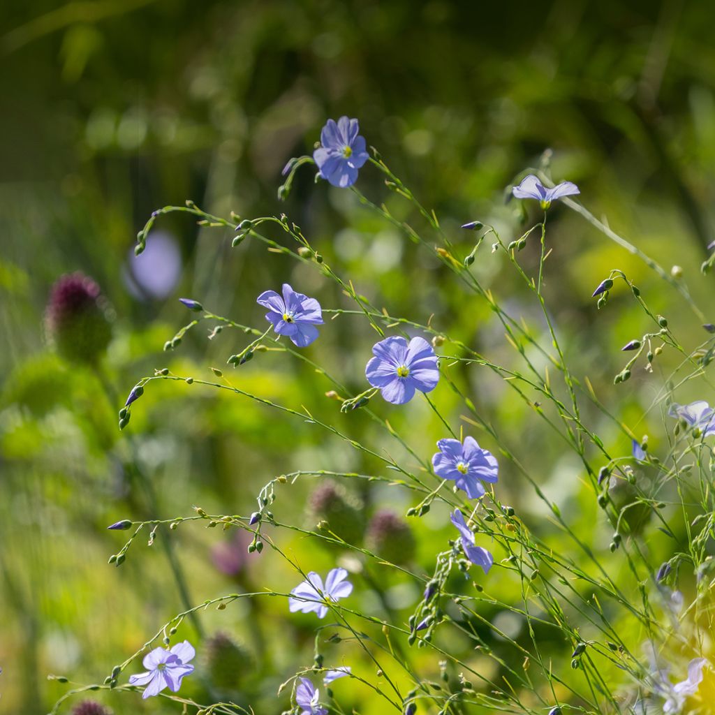 Sinipellava - Linum perenne