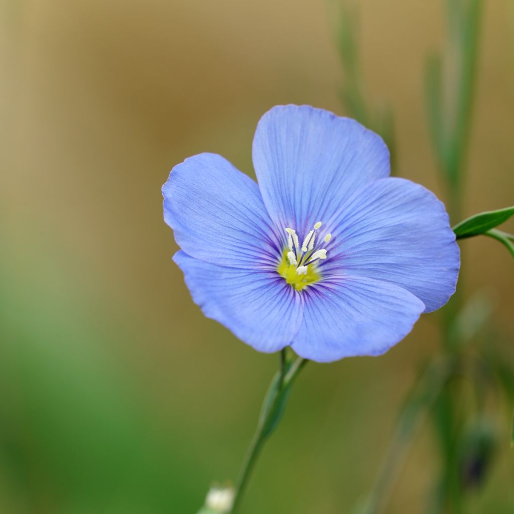 Sinipellava - Linum perenne