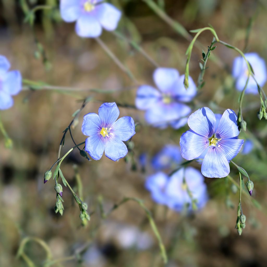 Sinipellava - Linum perenne