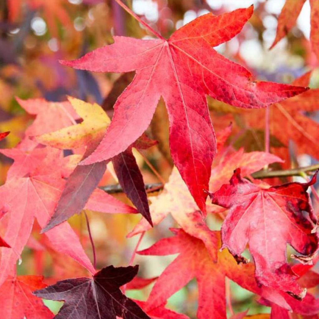 Lännenambrapuu Autumn Color Globe