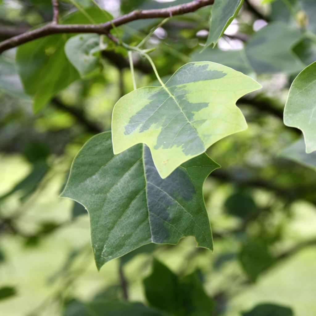 Lännentulppaanipuu Aureomarginatum