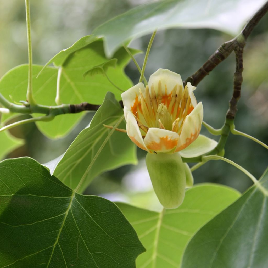 Lännentulppaanipuu - Liriodendron tulipifera