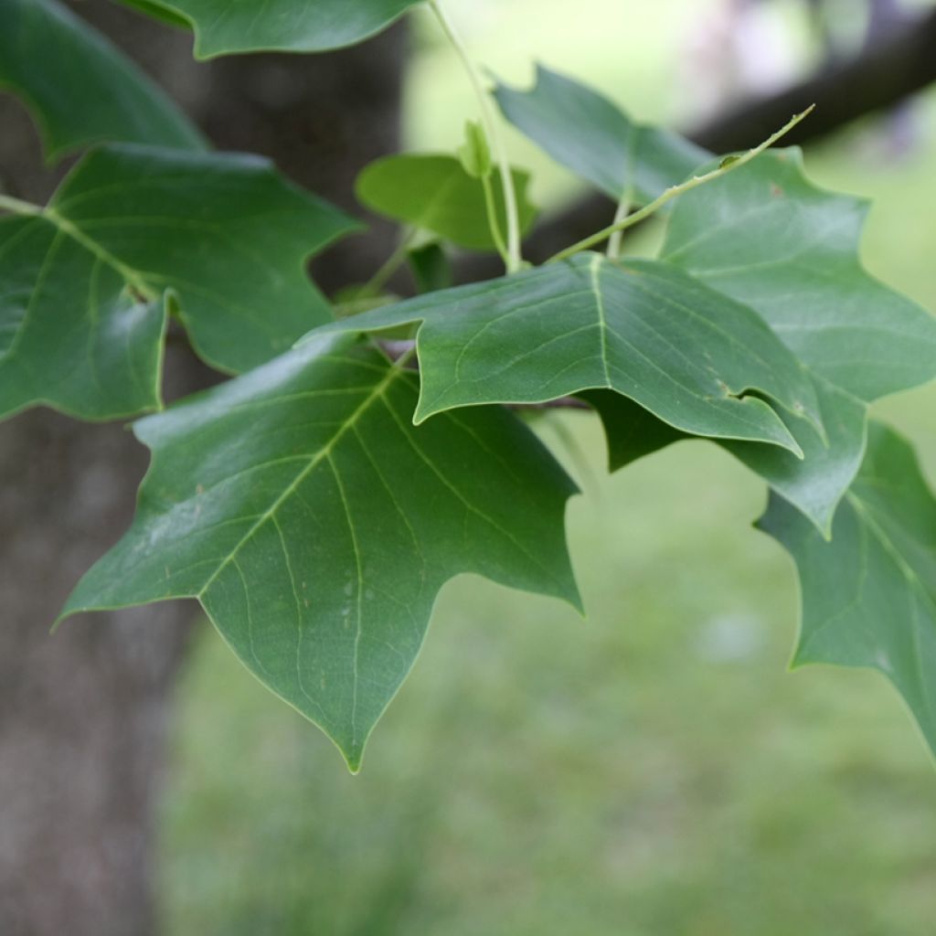 Lännentulppaanipuu - Liriodendron tulipifera