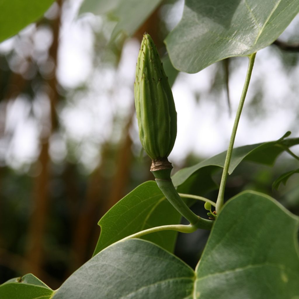 Lännentulppaanipuu - Liriodendron tulipifera