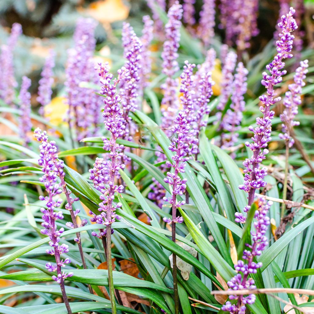 Apinanruoho Lilac Wonder