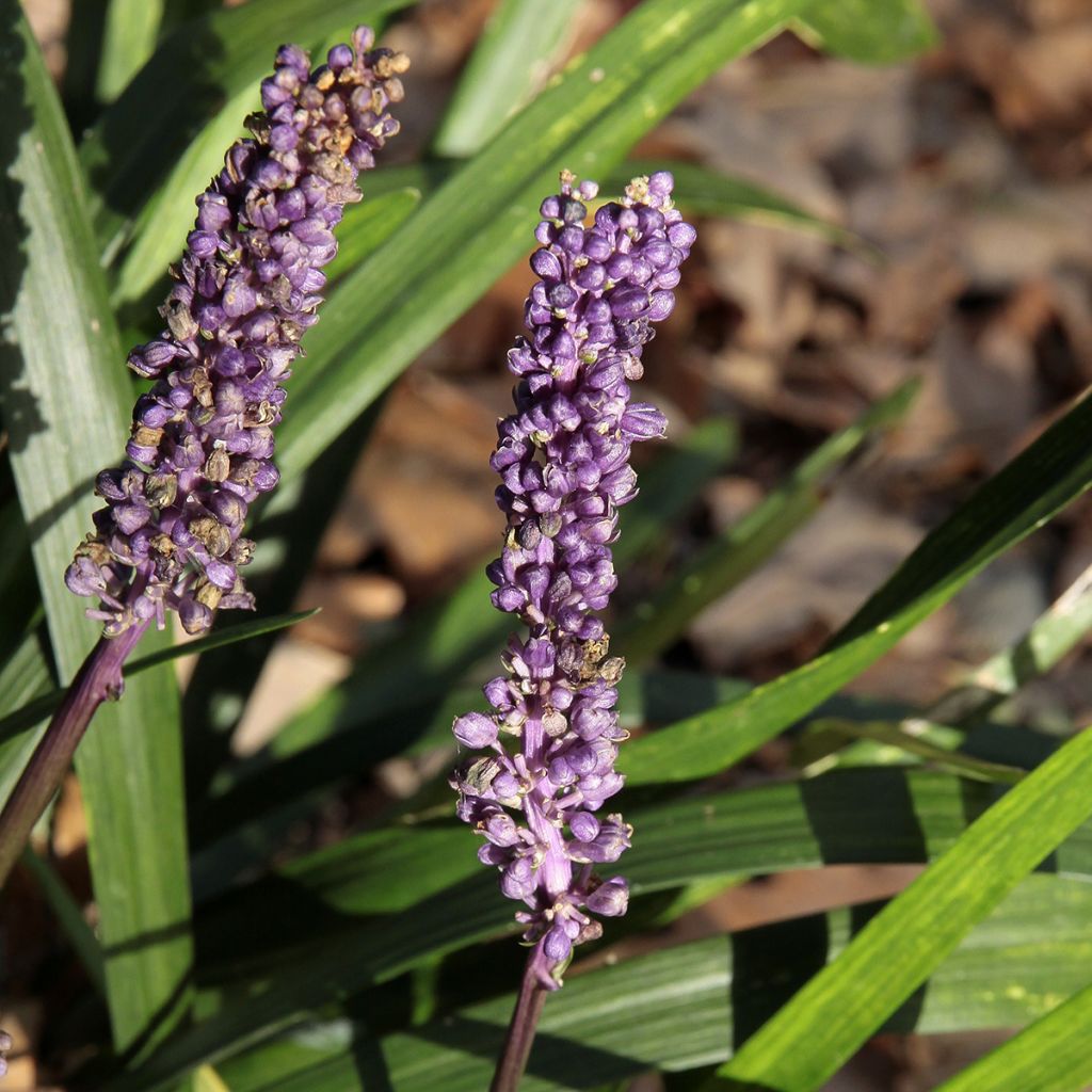 Apinanruoho Royal Purple