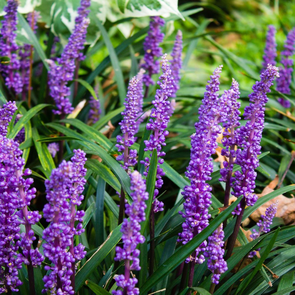 Apinanruoho - Liriope muscari
