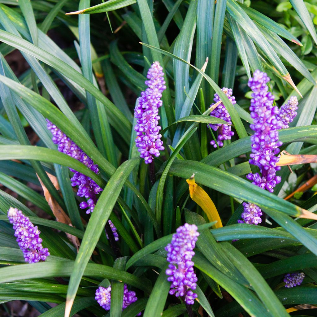 Apinanruoho - Liriope muscari