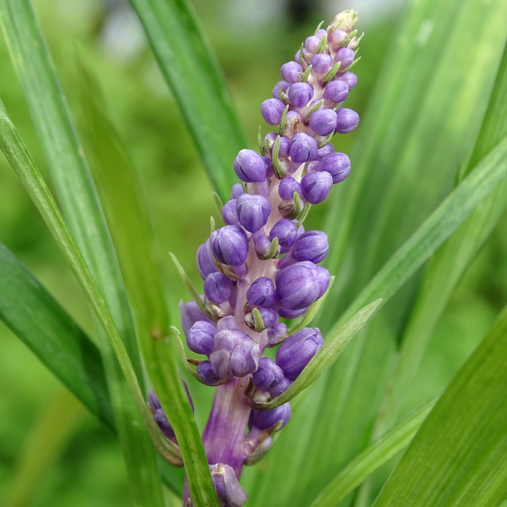 Apinanruoho - Liriope muscari