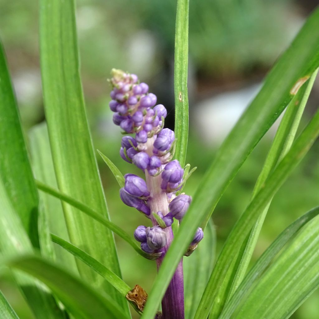 Apinanruoho - Liriope muscari