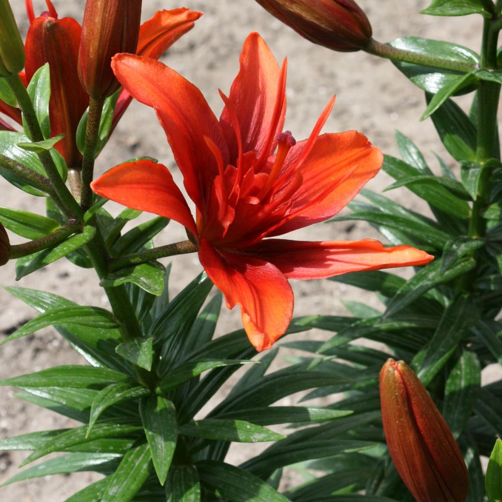 Ruusulilja Red Twin