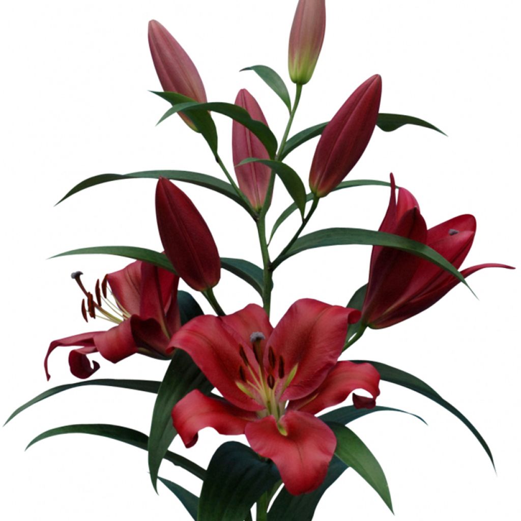 Oriental-lilja Red Desire