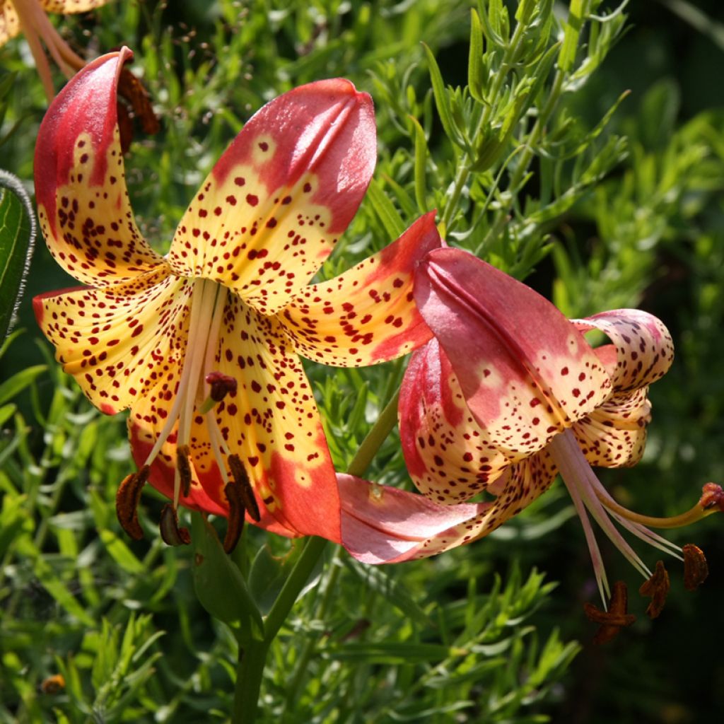 Pantterililja - Lilium pardalinum