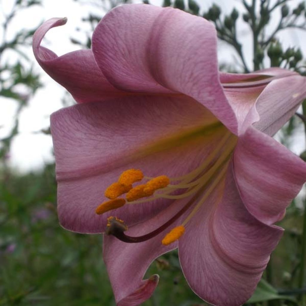 Trumpettililja Pink Perfection