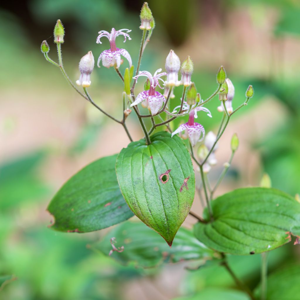 Valkokonnanlilja - Tricyrtis macropoda