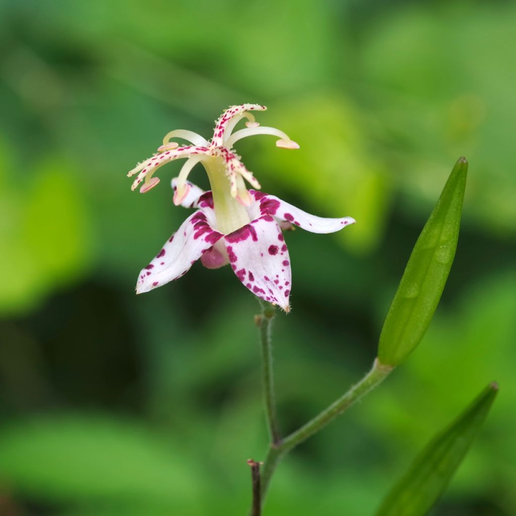 Valkokonnanlilja - Tricyrtis macropoda