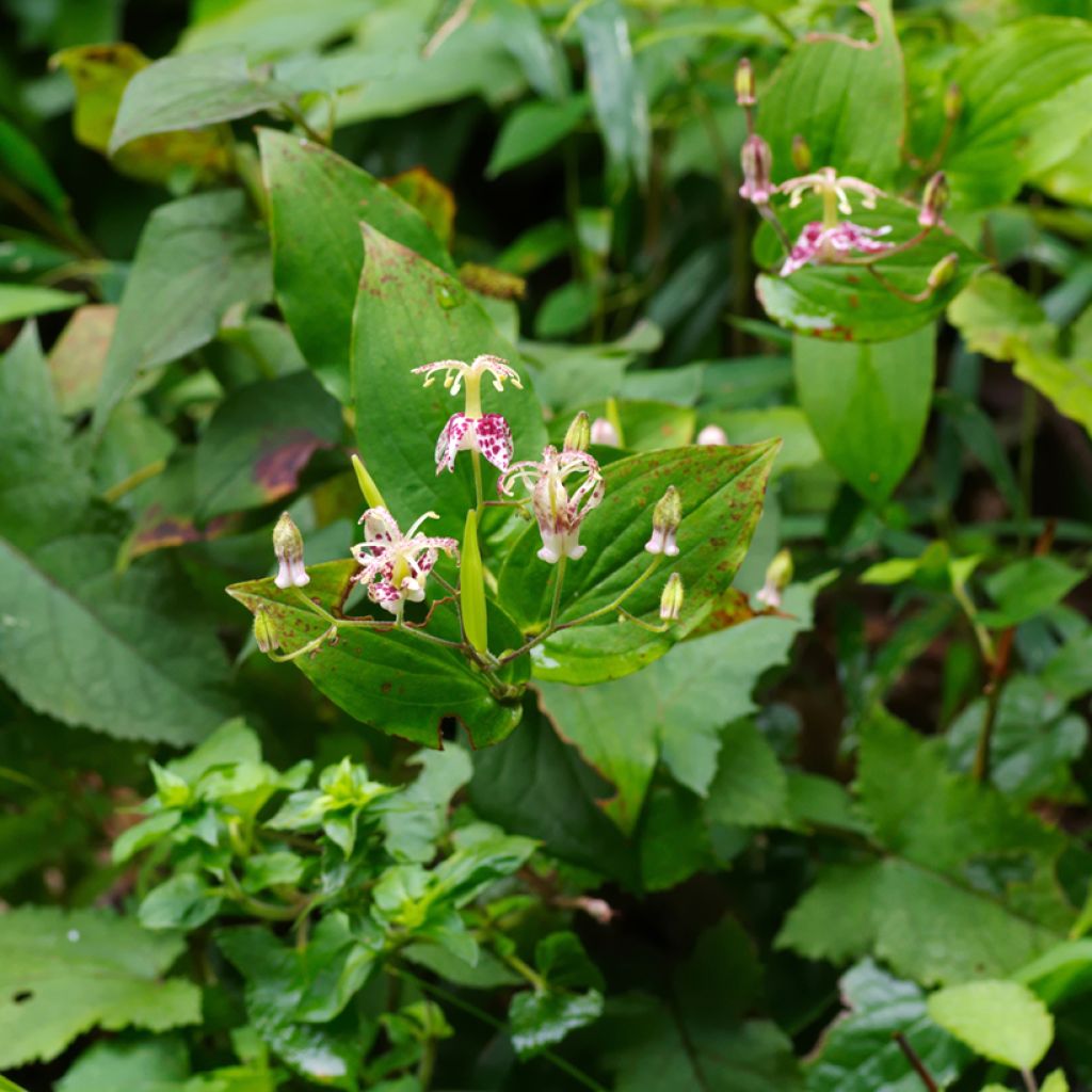 Valkokonnanlilja - Tricyrtis macropoda