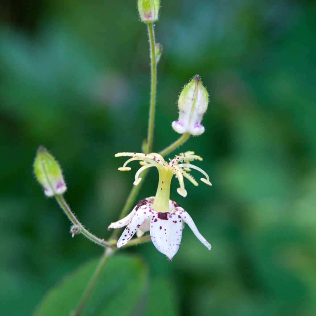 Valkokonnanlilja - Tricyrtis macropoda
