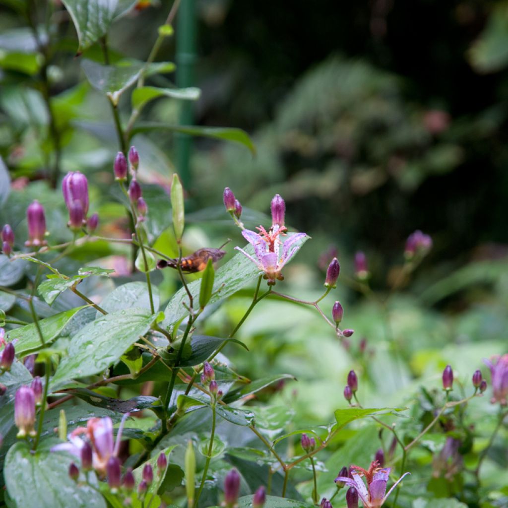 Kannuskonnanlilja - Tricyrtis formosana