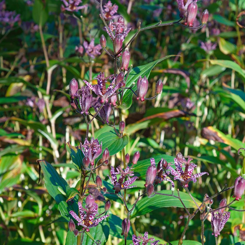 Kannuskonnanlilja - Tricyrtis formosana
