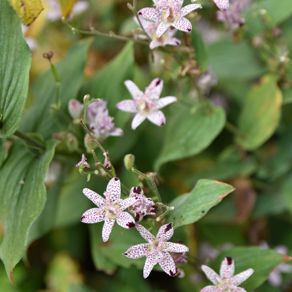 Kannuskonnanlilja - Tricyrtis formosana