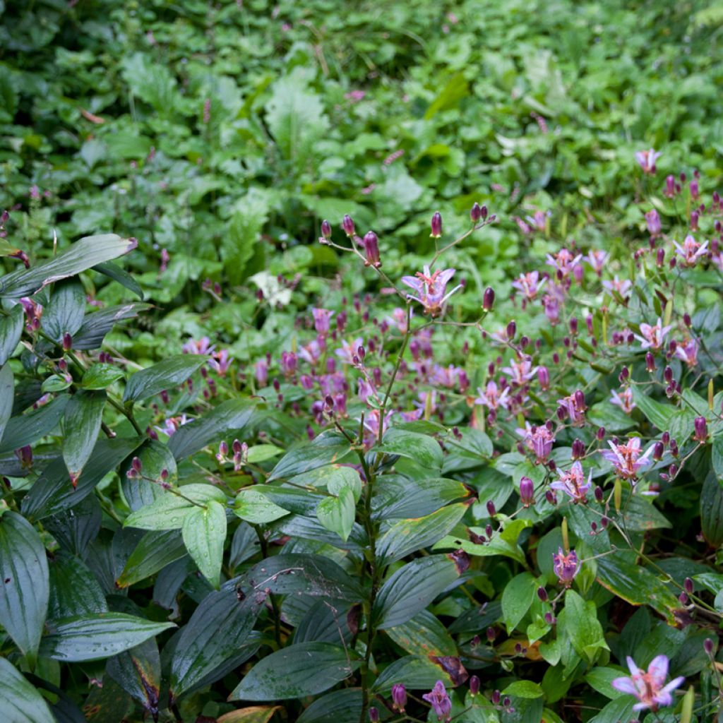 Kannuskonnanlilja - Tricyrtis formosana